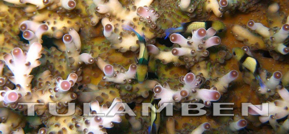 Bali Tulamben Bali Tulamben