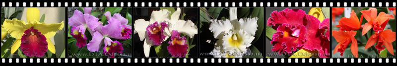 Cattleya Cattleya