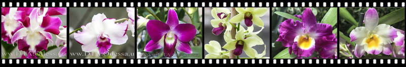 Dendrobium Dendrobium