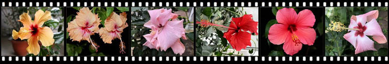 Hibiscus Hibiscus