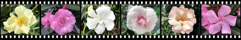 Oleander Oleander