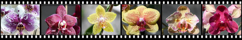 Phalaenopsis Phalaenopsis