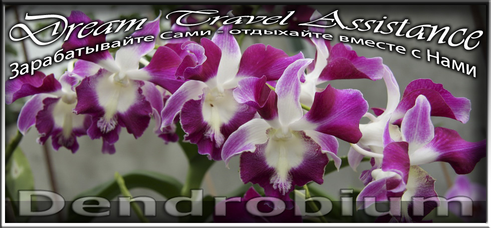 Орхидеи Dendrobium из частной коллекции на сайте любителей путешествовать www.dta.odessa.ua