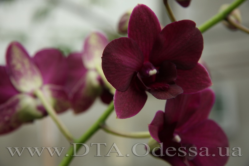 Dendrobium 'Midnight Velvet'