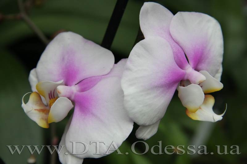 Phalaenopsis, Maki Watanabe 'Bedford-Wickford' AM AOS