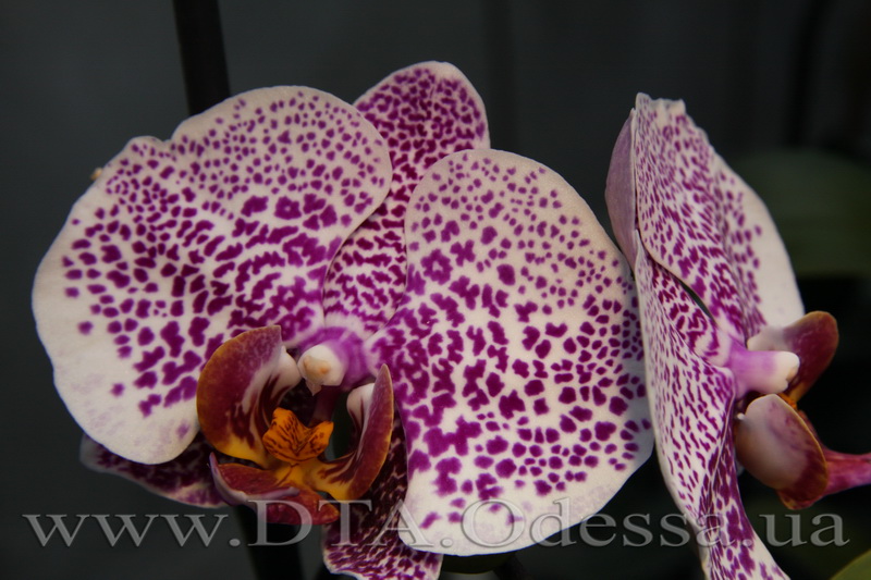 Phalaenopsis, orchid Dtps.Acker’ s Sweetie 'Dragon Tree Maple'” title=