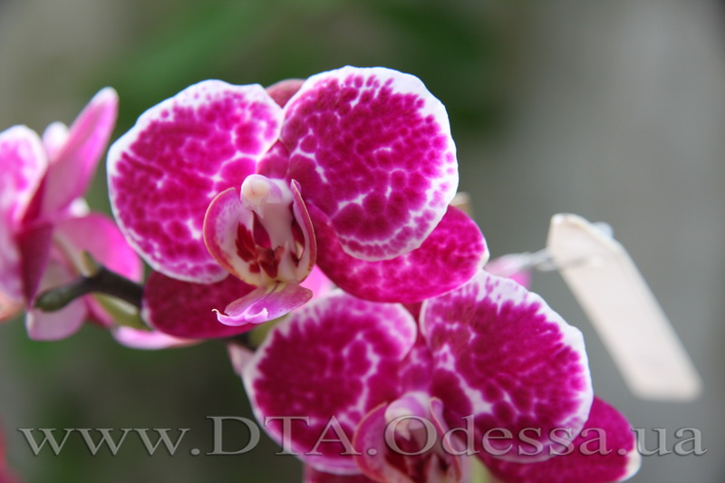 Phalaenopsis, King David