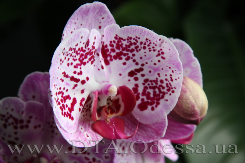 Phalaenopsis Chang Xen Pearl (Phal Ching Hua Spring x Dtps Nobbys Pink Lady)