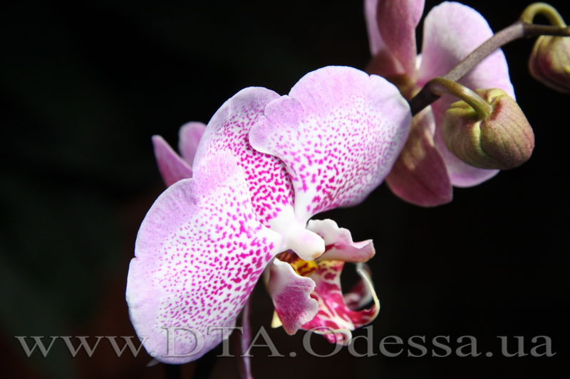 Phalaenopsis 'Sexy Pink'