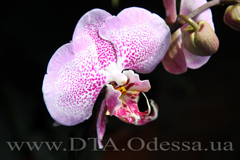 Phalaenopsis 'Sexy Pink'
