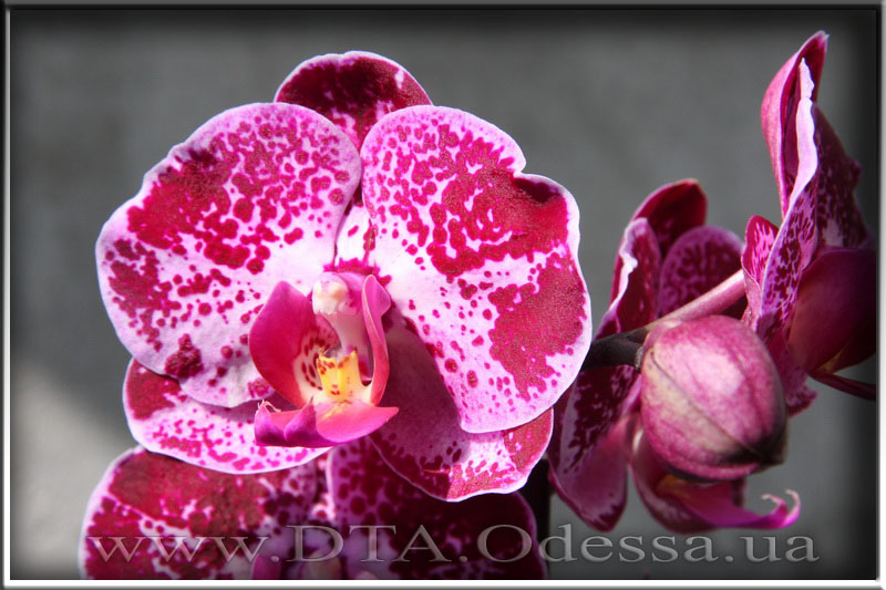 Phalaenopsis 'Elegant Julia'
