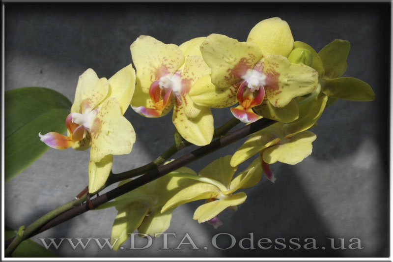 Phalaenopsis 'Unknown Hibrid'