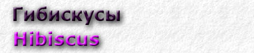 Hibiscus