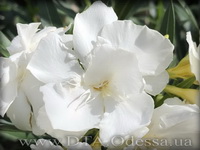 Oleander