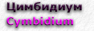 Cymbidium