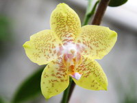 Phalaenopsis