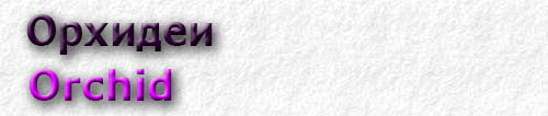 Orchid